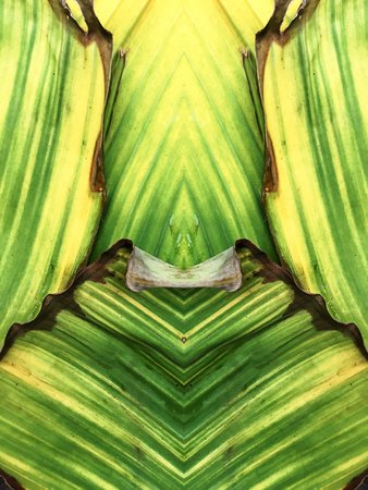 Green striped leaves texture backgroundの写真素材