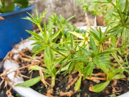 small tree plantの写真素材