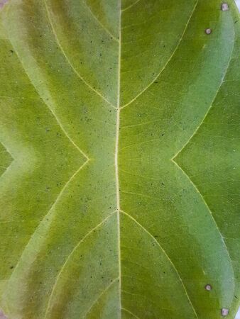 green leaves textureの写真素材
