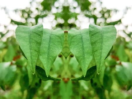four leaves
