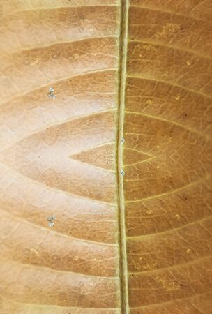 dry leaves textureの写真素材