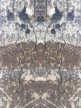 crack tree texture background