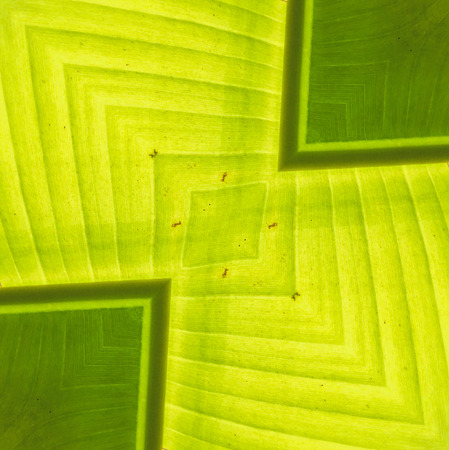 banana leaves textureの写真素材