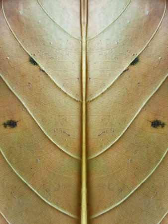 dry and old brown leaves texture backgroundの写真素材