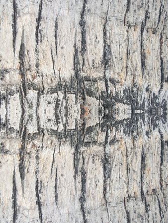 crack wood texture backgroundの写真素材