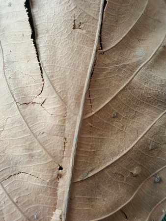 dry and old brown leaves texture backgroundの写真素材