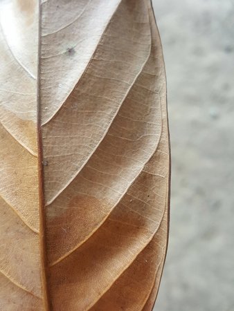 dry and old brown leaves texture background