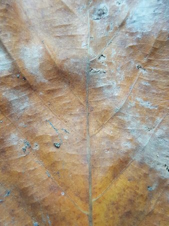 dry and old brown leaves texture background