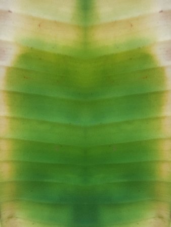 green banana leaves texture