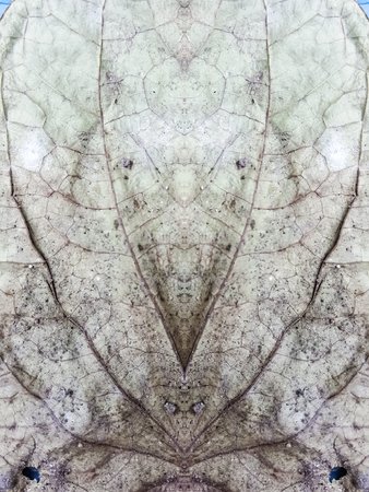 dry leaves texture backgroundの写真素材