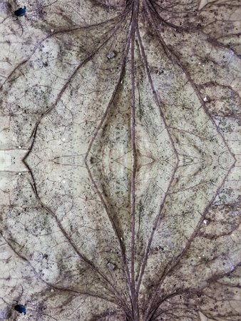 dry leaves texture backgroundの写真素材