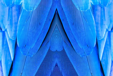 Texture of Macaw featherの写真素材