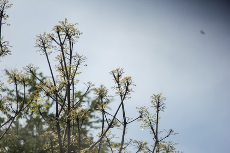 tree on the dark sky backgroundの写真素材