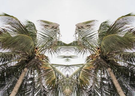 palm tree leaves on the skyの写真素材