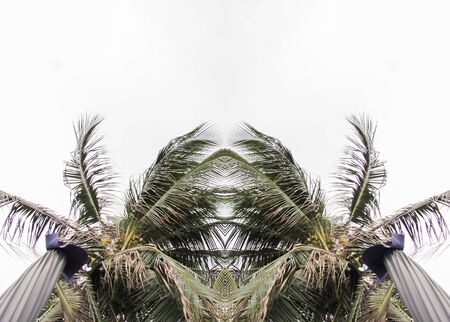 palm tree leaves on the skyの写真素材