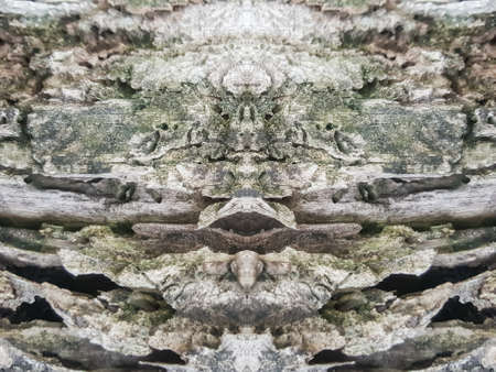 grunge old tree wood texture backgroundの写真素材