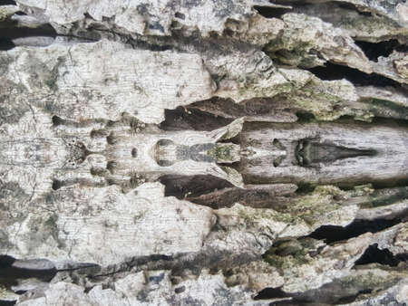 grunge old tree wood texture backgroundの写真素材