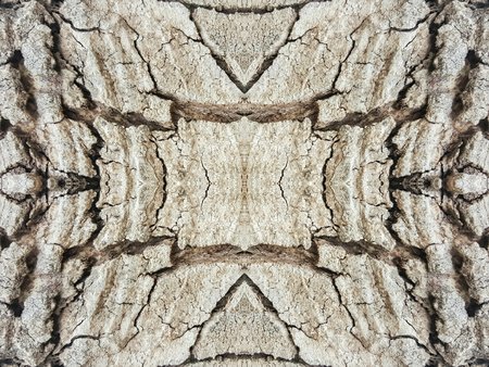 grunge and crack tree texture background