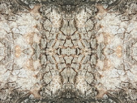 grunge and crack tree texture backgroundの写真素材