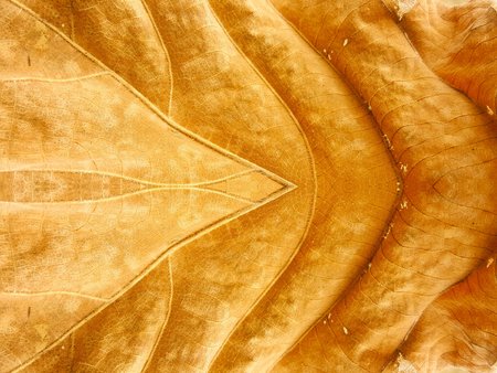 dry brown leaves texture background