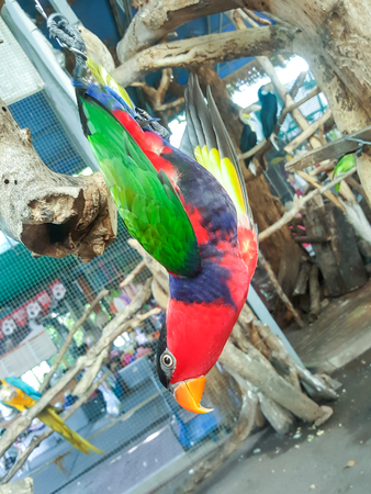 colorful small parrot bird on the branchの写真素材