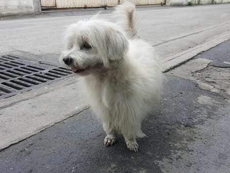 shih tzu small dog