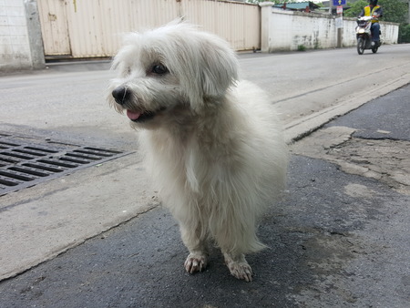 shih tzu small dogの写真素材