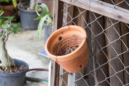 flower pot on the cageの写真素材