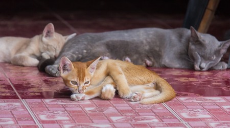 Thai catの写真素材