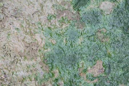 Moist wet lichen on wet mud textureの写真素材