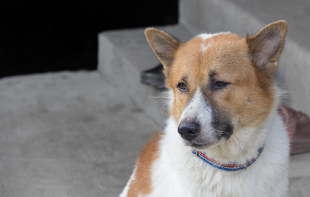 close up face of Bangkeaw Thai dogの写真素材