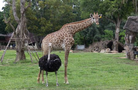 ostrich and giraffe in the gardenの写真素材