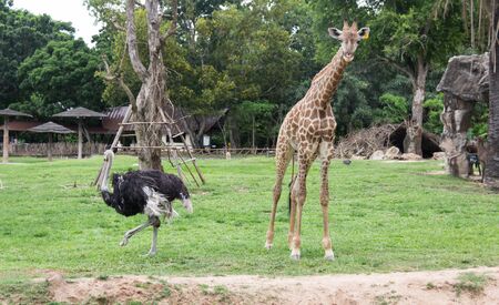 ostrich and giraffe in the gardenの写真素材