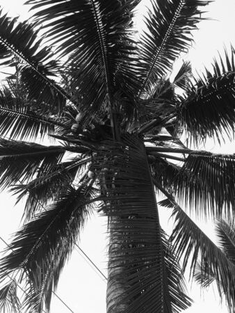 silhouette coconut leaves treeの写真素材