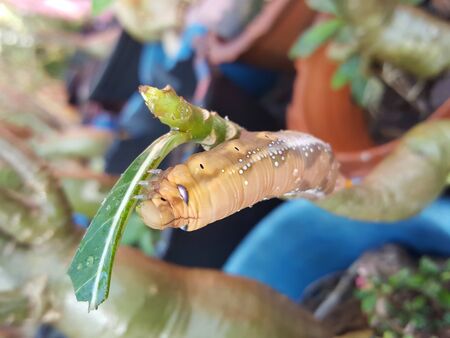 big orange worm on the small treeの写真素材