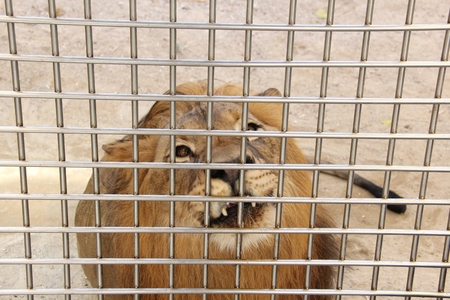 lion in the cageの写真素材