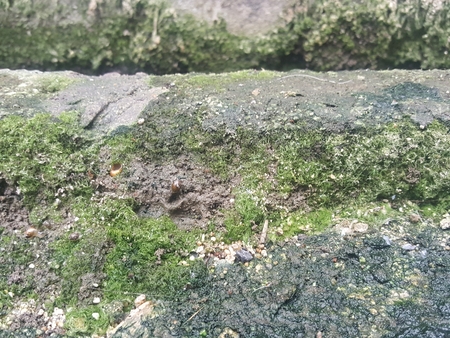 green grunge moist lichen on concrete texture