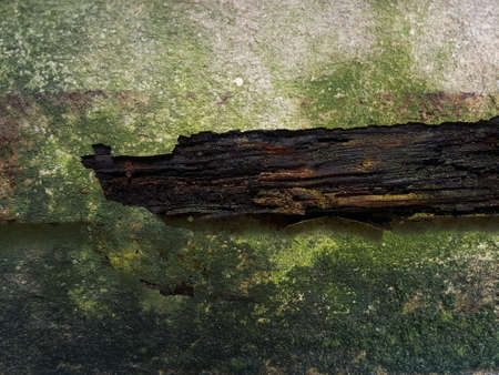 old grunge moist wood beam on the concrete wallの写真素材