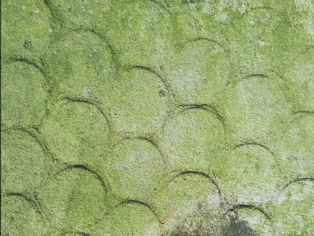 green lichen on moist concrete wall textureの写真素材