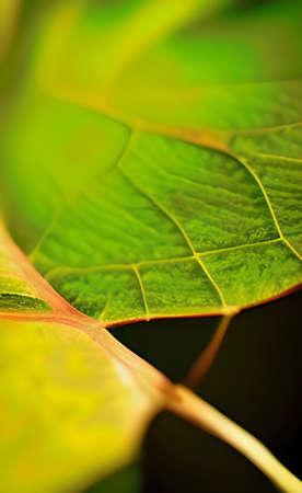 a green leaves texture background