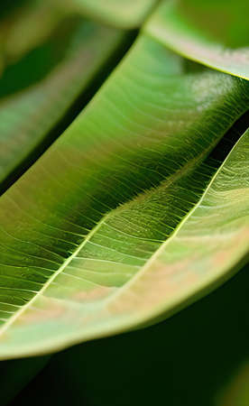 a green leaves texture background