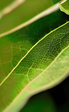 a green leaves texture background