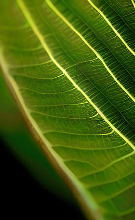 a green leaves texture background