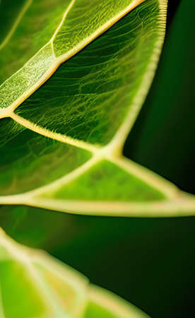a green leaves texture background