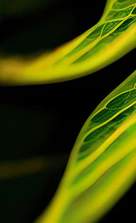 a green leaves texture background