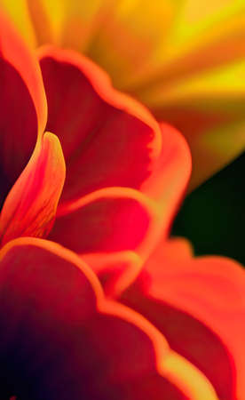 The colorful flowers focus background