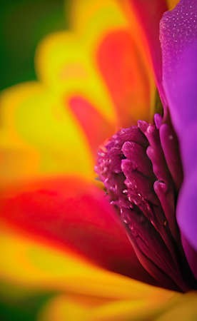 The colorful flowers focus backgroundの写真素材