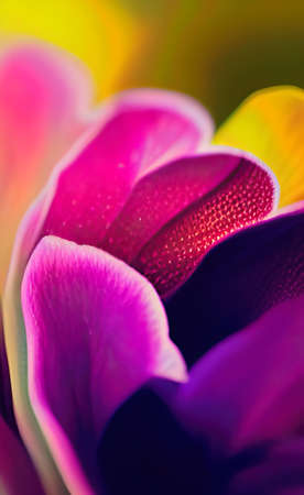 The colorful flowers focus backgroundの写真素材