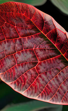 The green and red leaf background