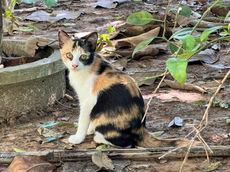 a photography of a cat sitting on a log in the dirt, there is a cat sitting on the ground next to a plantの写真素材